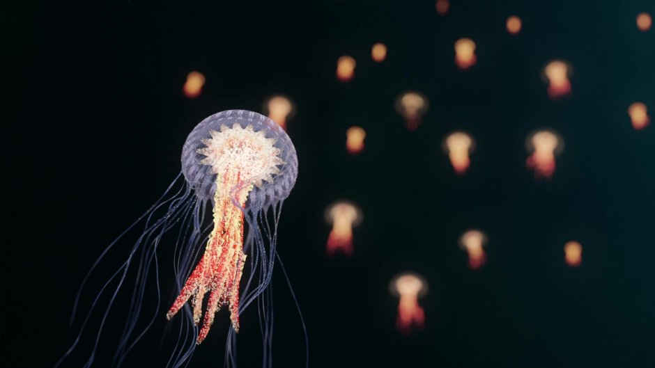 Jellyfish 3d