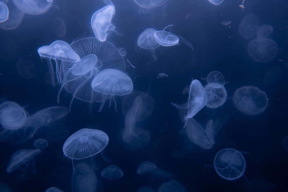 Jellyfish Ереван