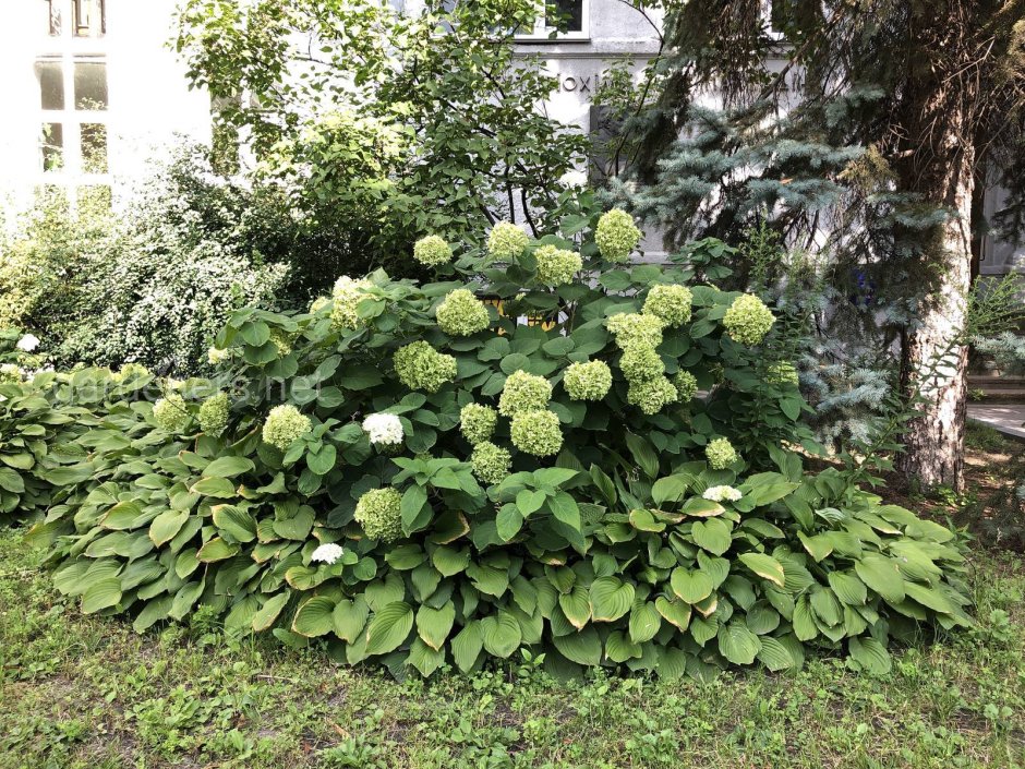 Гортензия Лаймлайт изгородь