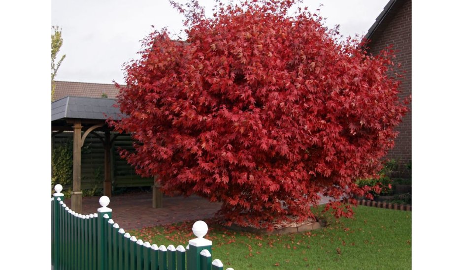 Декоративное дерево осенью красное