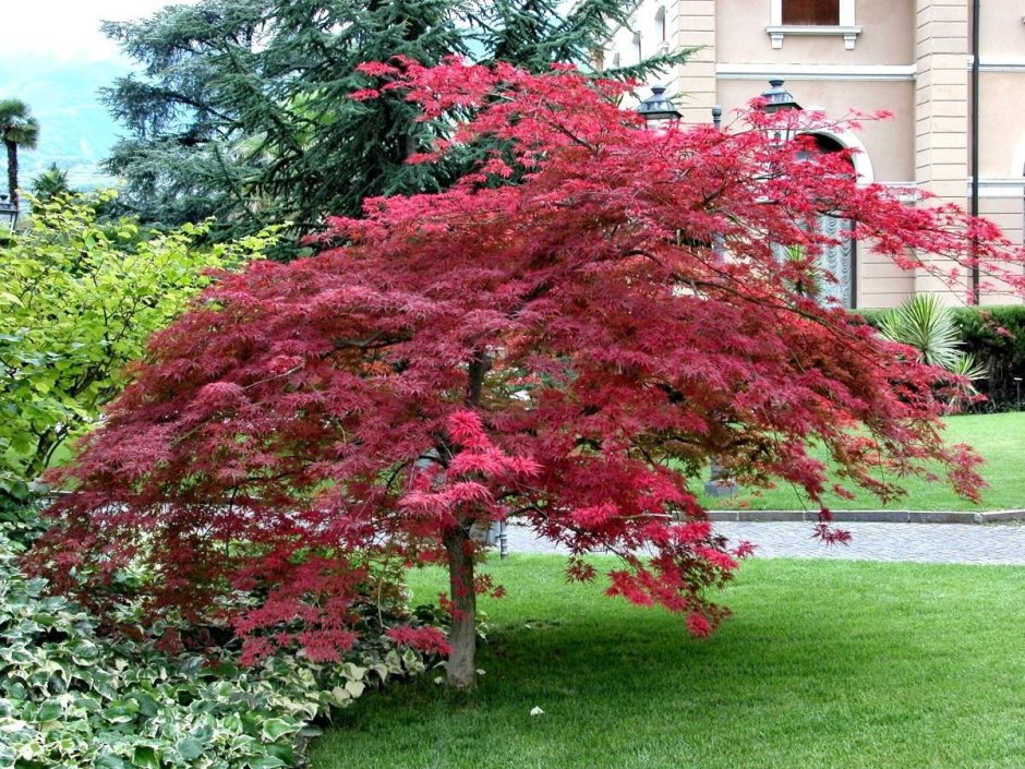 Acer palmatum 'Atropurpureum' - klon palmowy