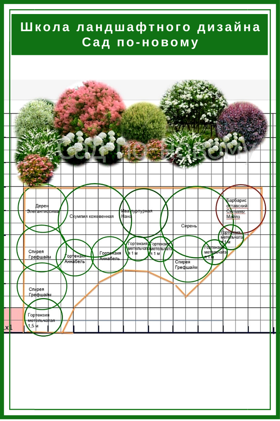 Схема посадки декоративных кустарников