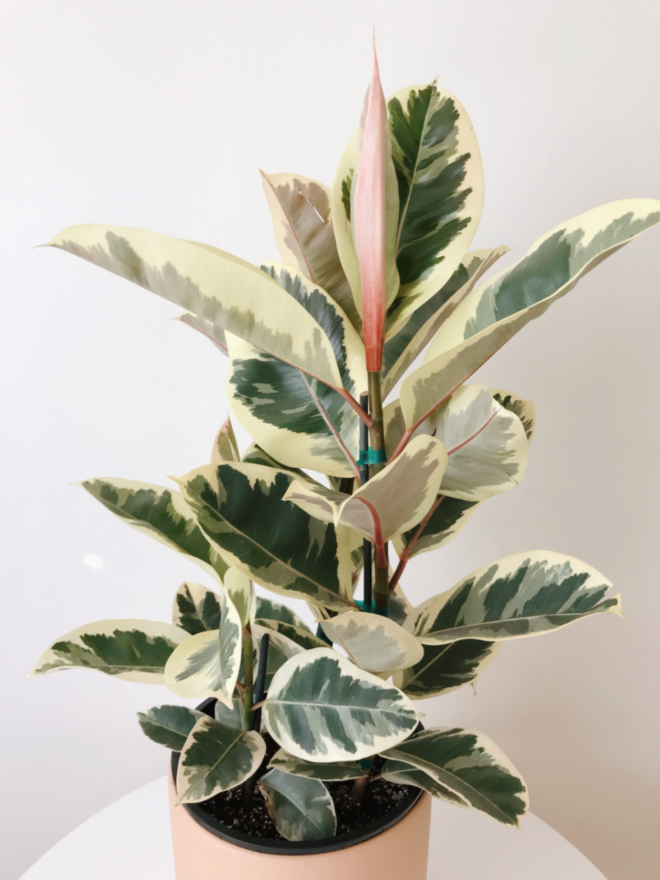 Ficus elastica Roxb. Ex Hornem. Фикус каучуконосный