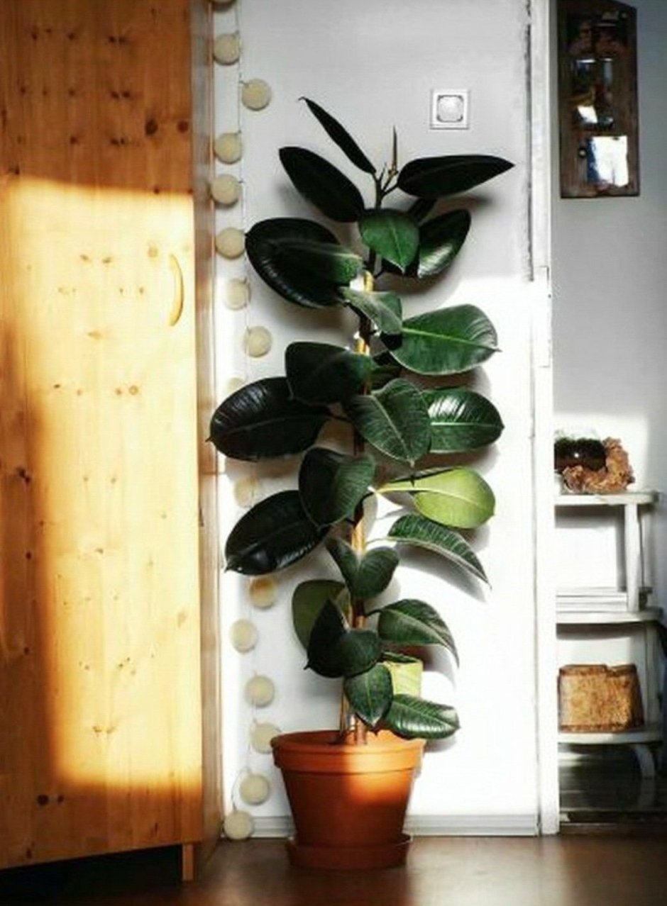 Фикус каучуконосный (Rubber Plant)