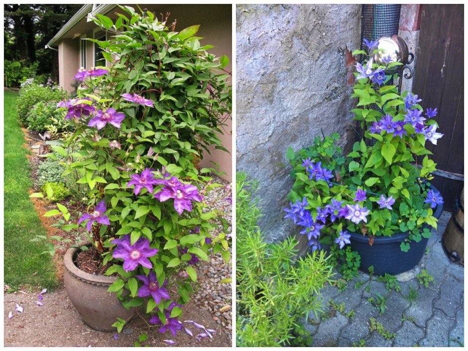 Clematis vitalba изгородь
