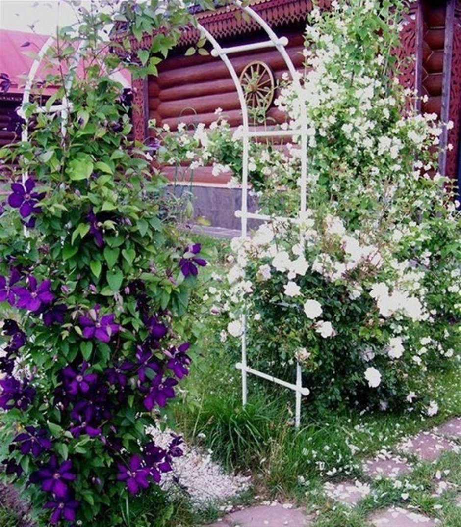 Клематис на садовой арке