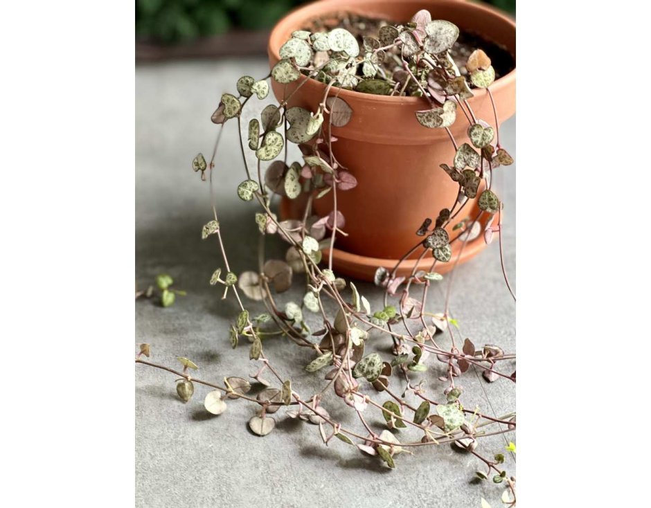 Ceropegia woodii variegata