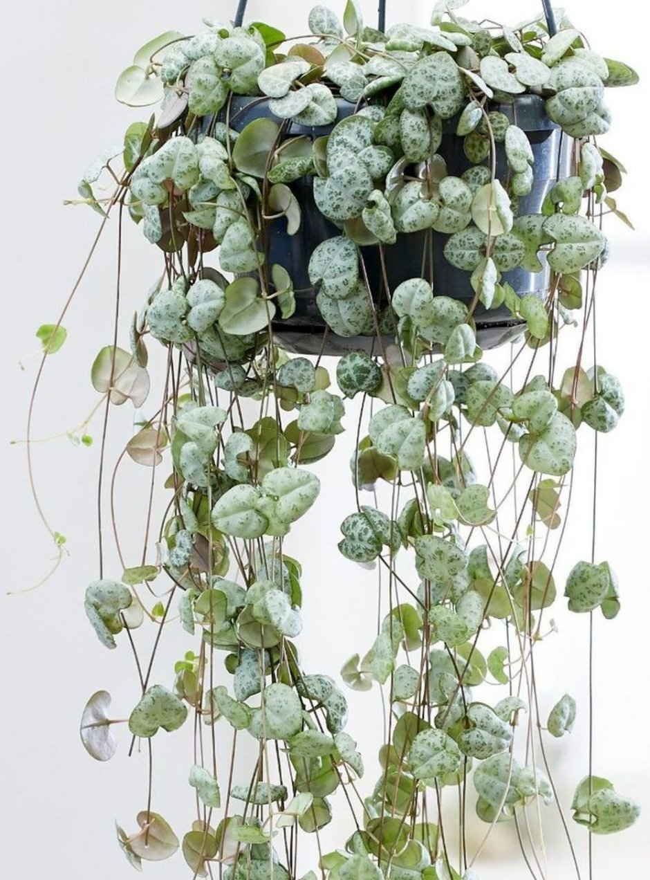 Ceropegia linearis