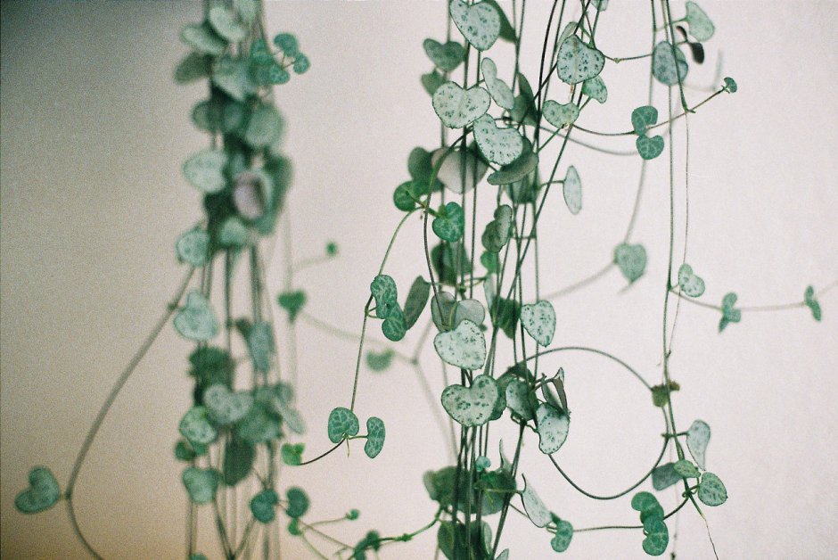 Церопегия Green Love