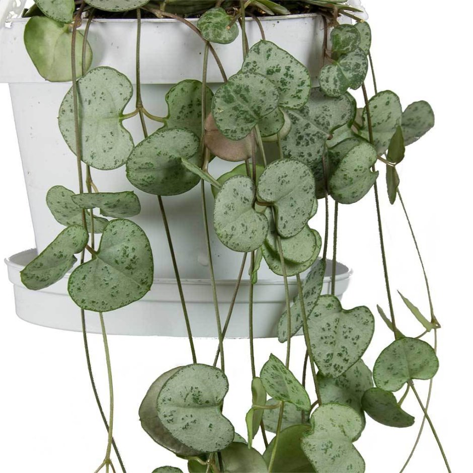 Церопегия Вуда (Ceropegia woodii)