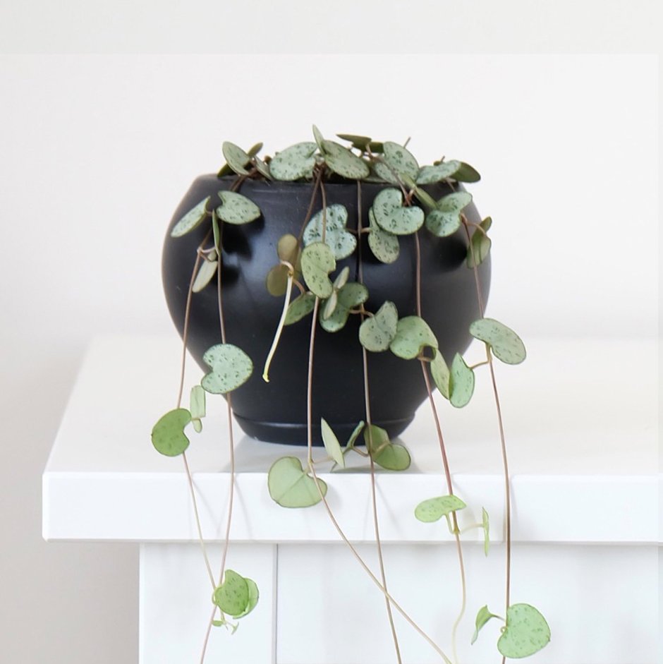 Церопегия houseplants