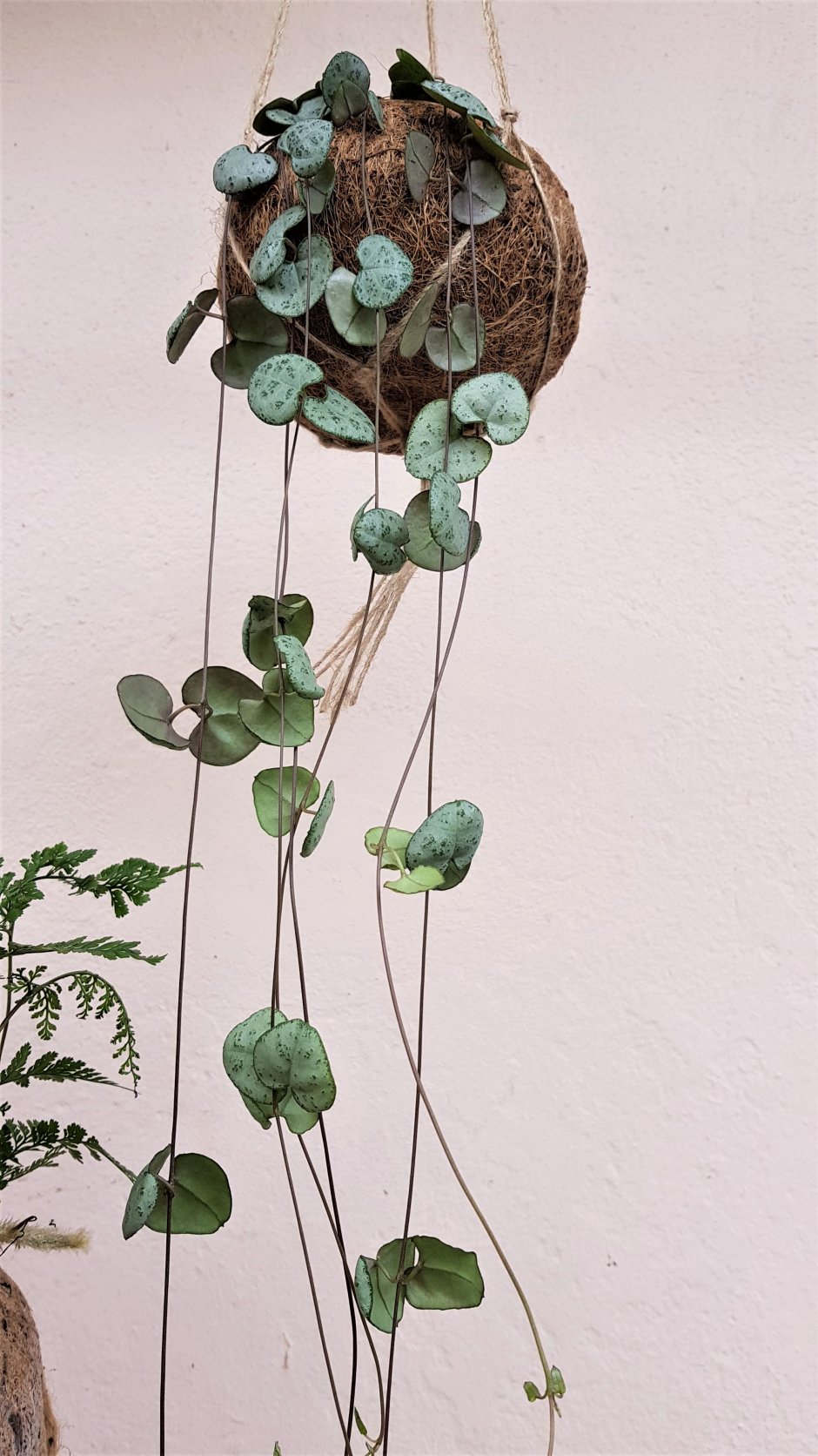 String of Hearts растение