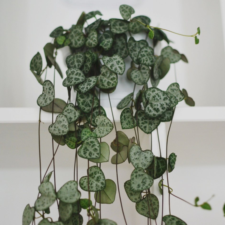 Церопегия String of Hearts