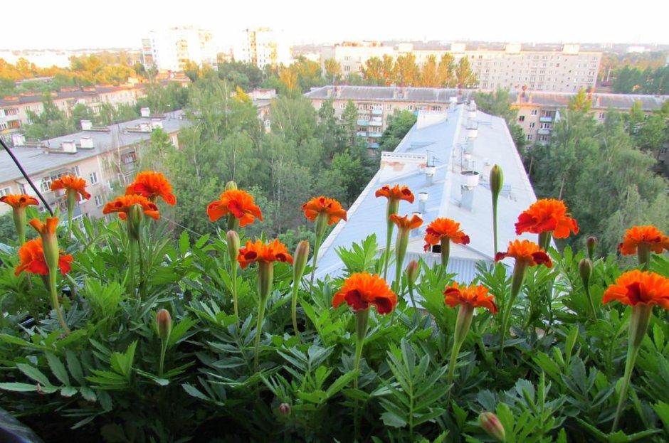 Тагетес цветы на балконе