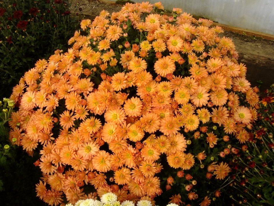 Хризантема мультифлора в цветнике