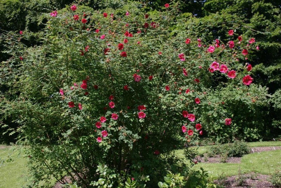 Роза Парковая robusta