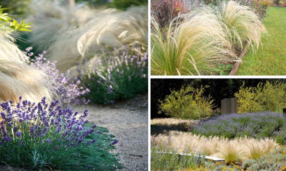 Ковыль тончайший(Stipa tenuissima) "Angel hair" декор.трава