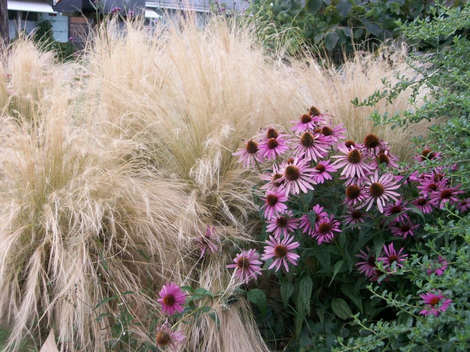 Ковыль красивейший (Stipa pulcherrima)