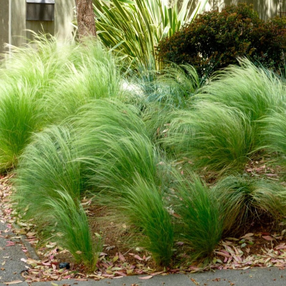 Ковыль Stipa tenuissima