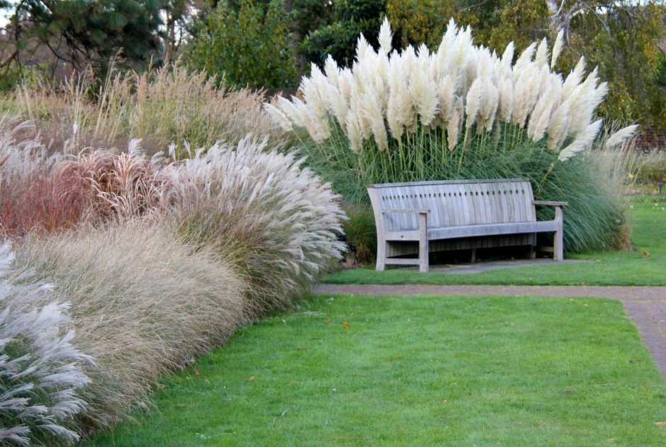 Cortaderia selloana pumila