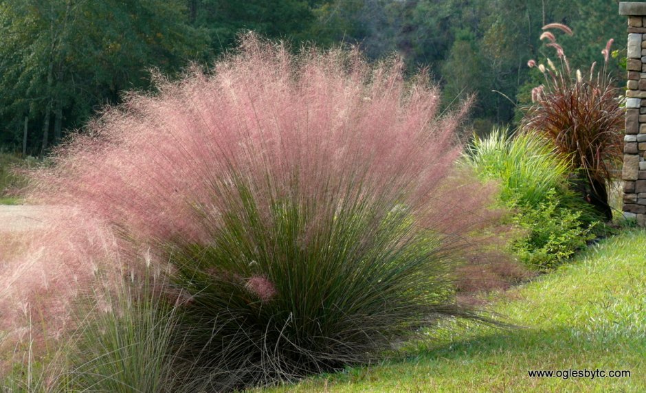 Stipa tenuifolia 'Pony Tails'