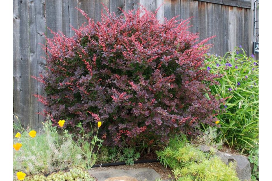 Барбарис Тунберга Atropurpurea