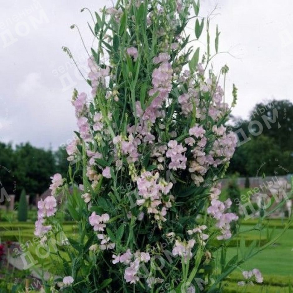 Чина широколистная Pink Pearl