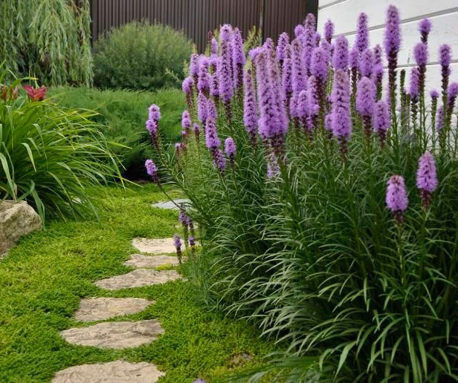 Veronica spicata Royal Candles