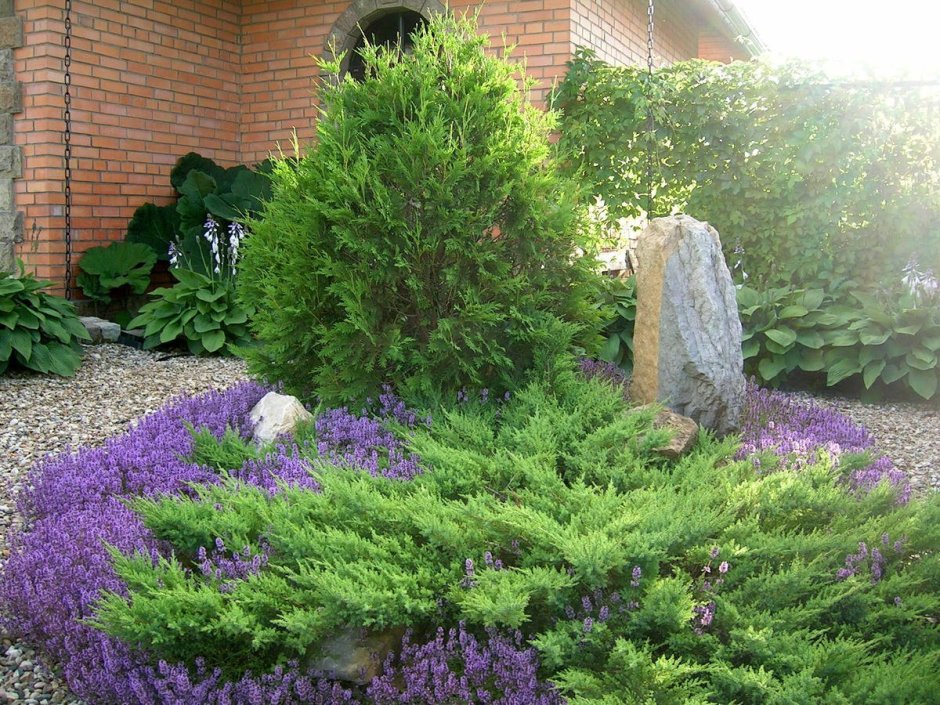 Мшанка шиловидная в саду