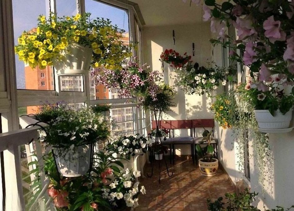 Балкон любителя комнатных растений