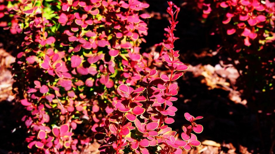 Berberis thunbergii Maria Барбарис Тунберга Мария