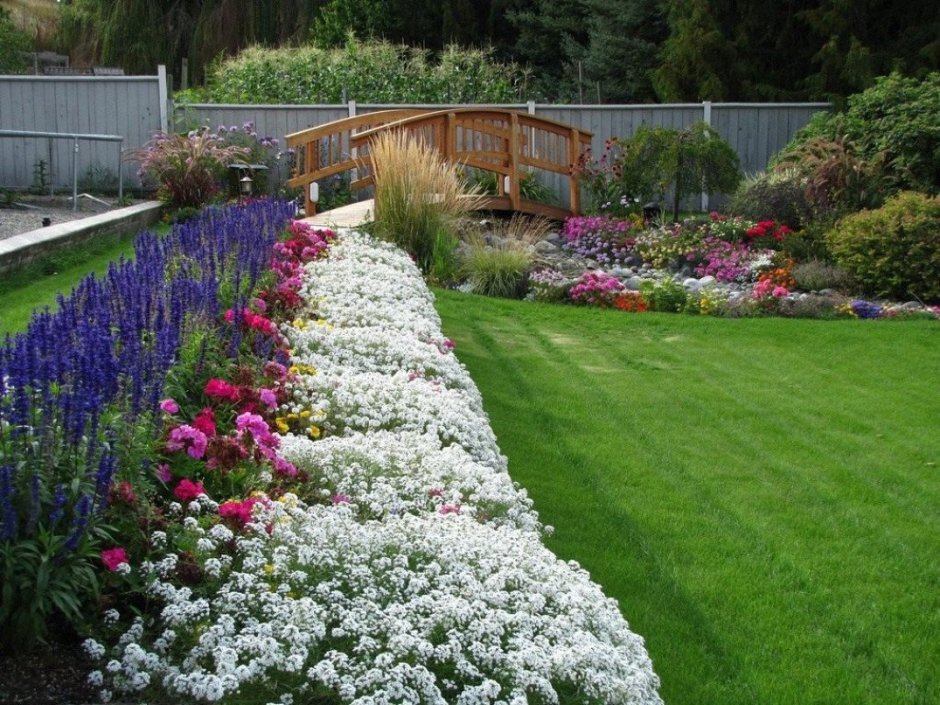 Alyssum spinosum 'Roseum'