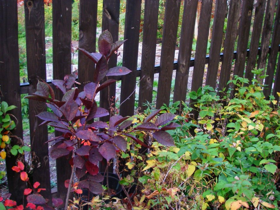 Acer palmatum 'Garnet'