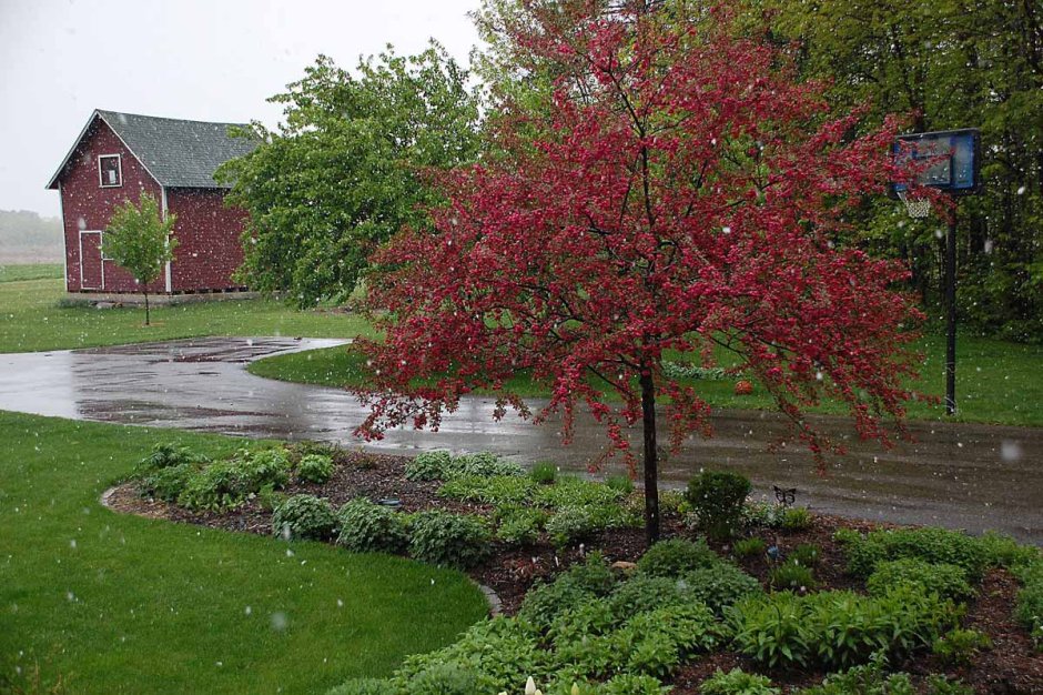 Acer palmatum Bloodgood