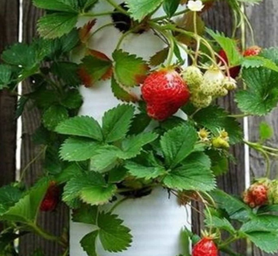 Клубника в пластиковых бутылках