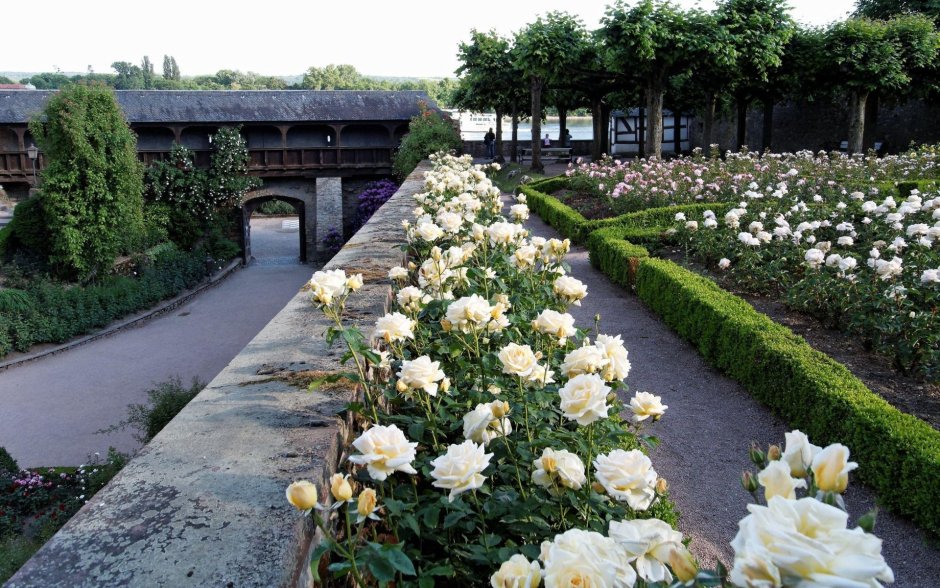 Kensington Gardens роза