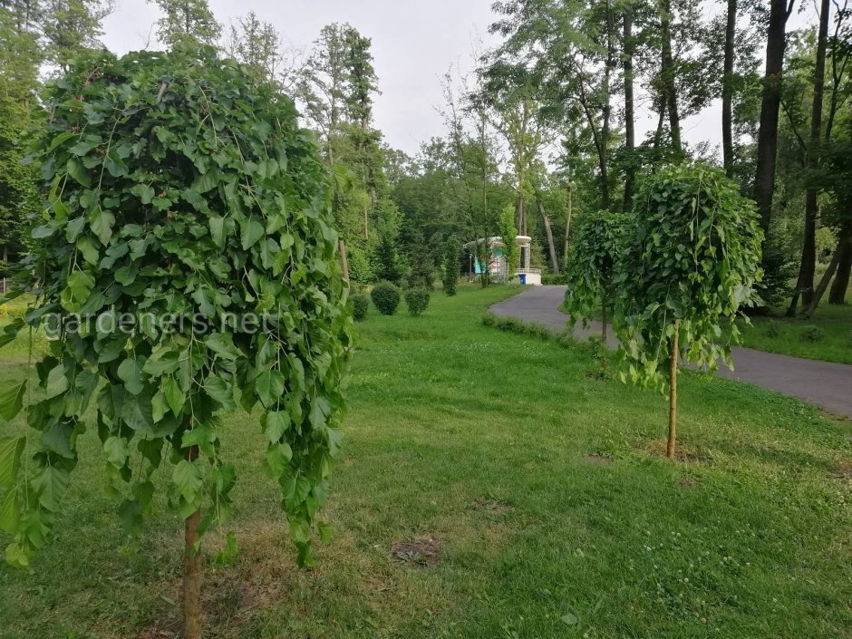 Вяз шершавый pendula