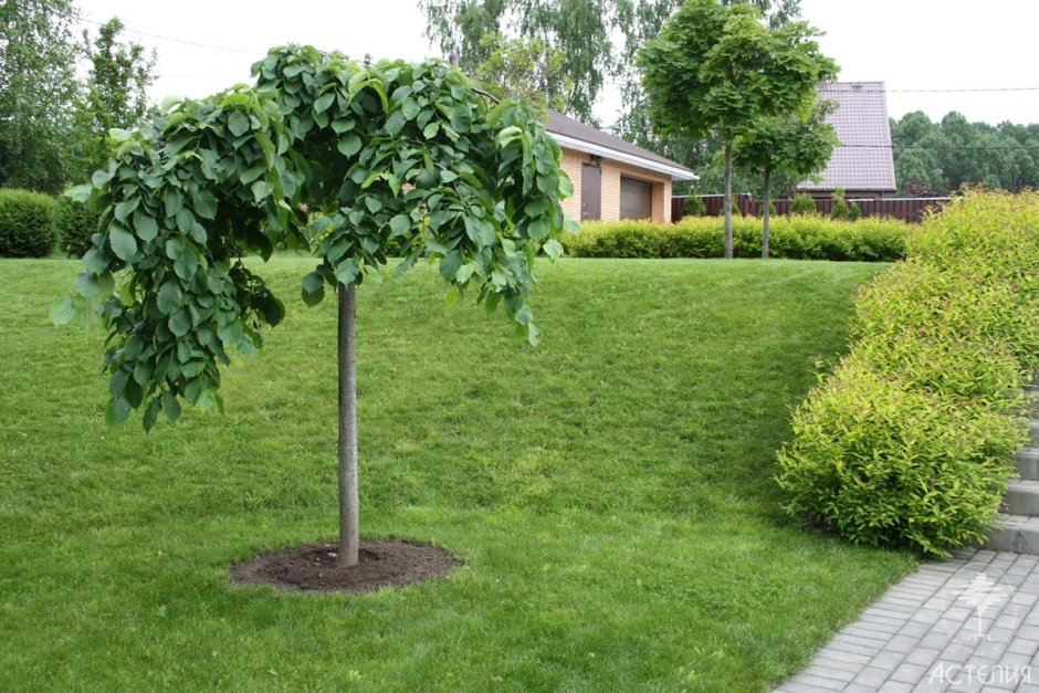 Катальпа бигнониевидная (Catalpa bignonioides)