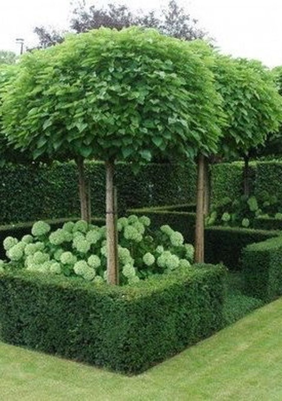 Ива Козья Salix caprea