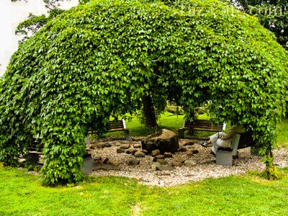 Betula nigra Summer Cascade