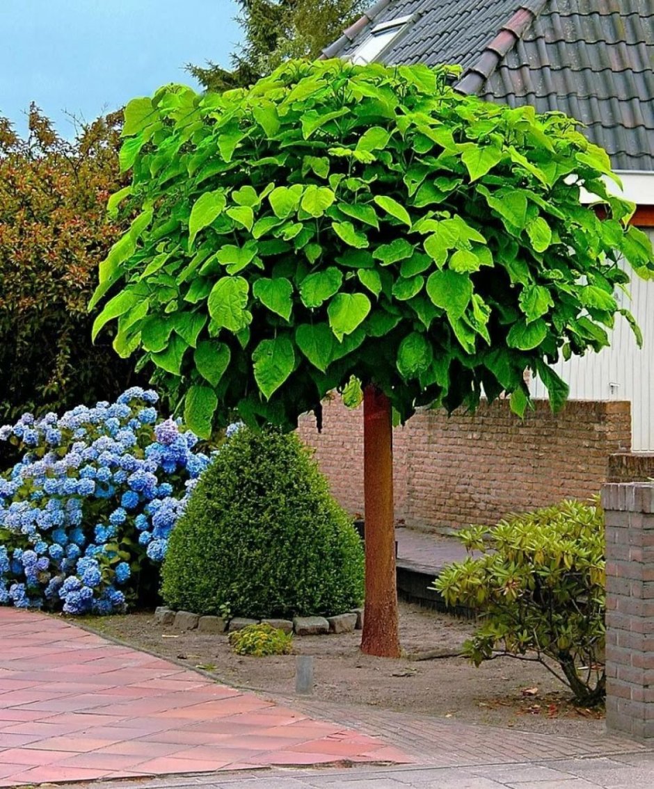 Ива Пендула плакучая