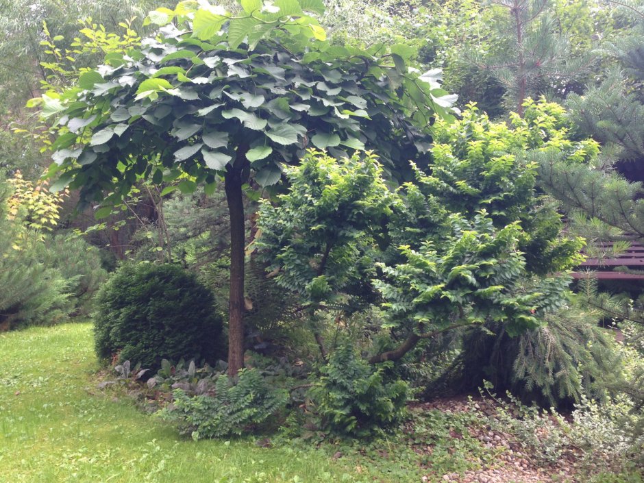 Ulmus glabra Camperdownii