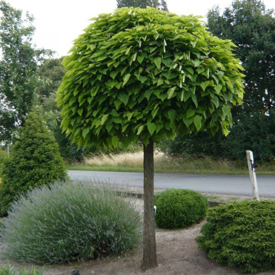 Плакучие лианы