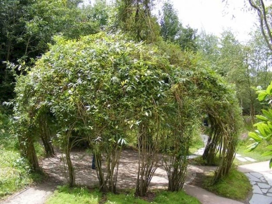 Вишня шаровидная «Umbraculifera»