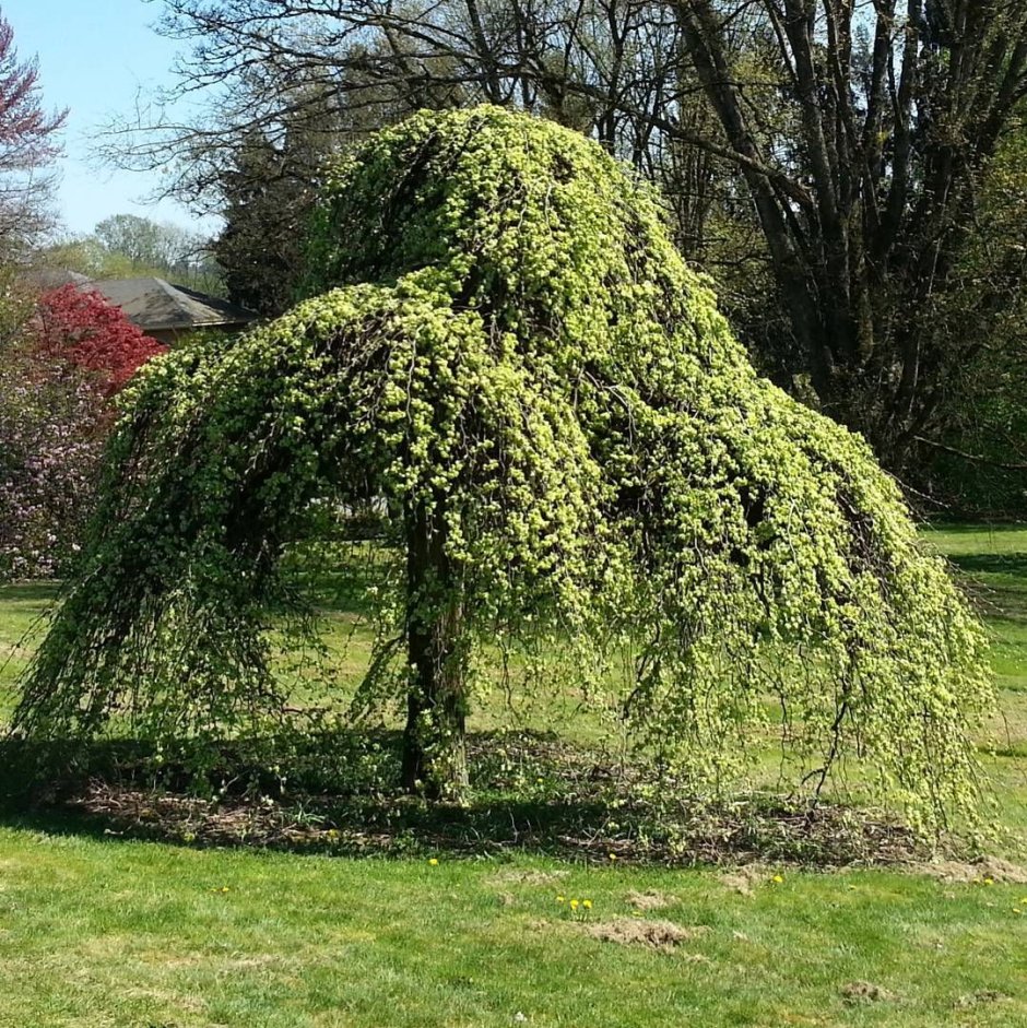 Carpinus betulus 'Fastigiata'