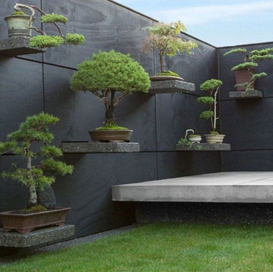 Китай сад дворик бонсай