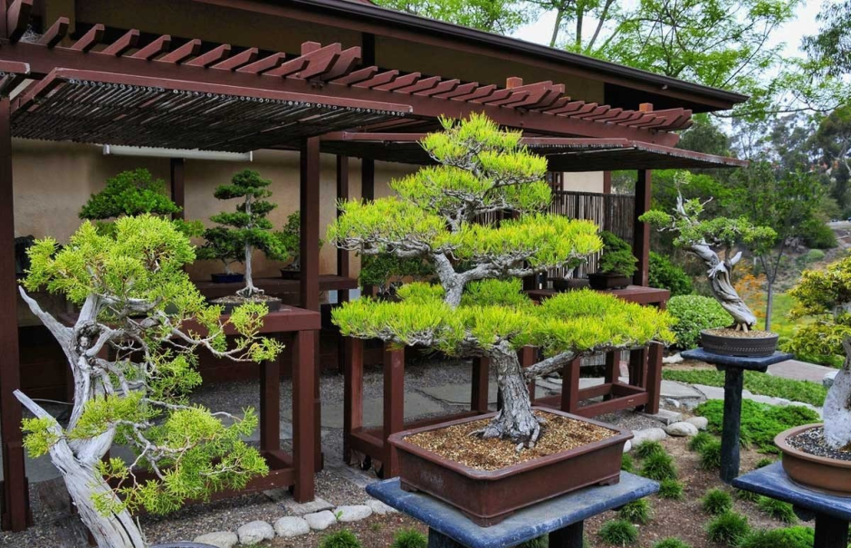 Сады бонсай в Японии