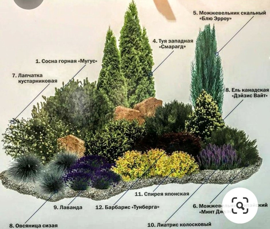 Рокарий в ландшафтном дизайне схемы растений