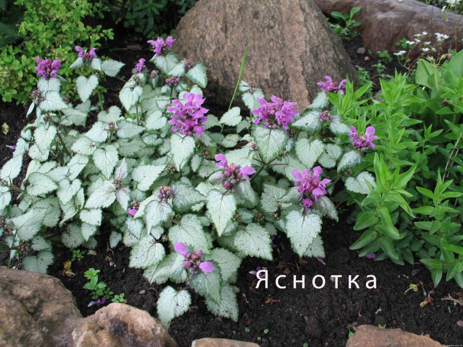 Яснотка почвопокровная