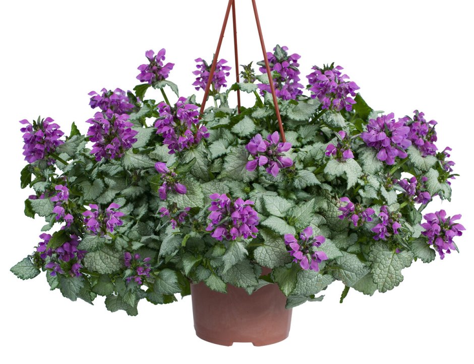 Яснотка крапчатая Roseum